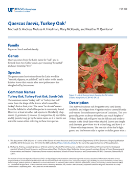 Quercus Laevis, Turkey Oak1 Michael G