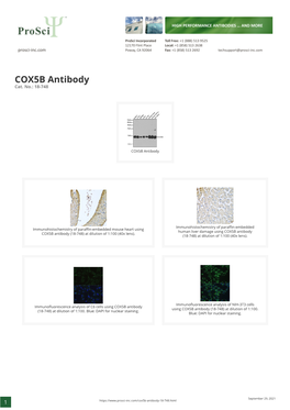 COX5B Antibody Cat