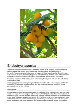 Eriobotrya Japonica