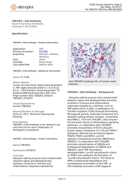 TNFAIP3 / A20 Antibody Goat Polyclonal Antibody Catalog # ALS13001