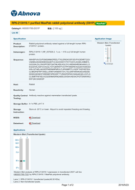 RP6-213H19.1 Purified Maxpab Rabbit Polyclonal Antibody (D01P)