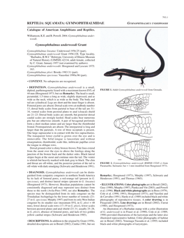 SQUAMATA: GYMNOPHTHALMIDAE Gymnophthalmus Underwoodi Grant