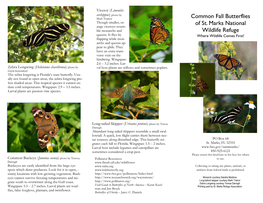 Common Fall Butterflies of St. Marks National Wildlife Refuge