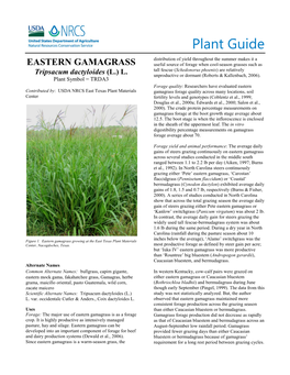 Eastern Gamagrass Tripsacum Dactyloides Plant Guide