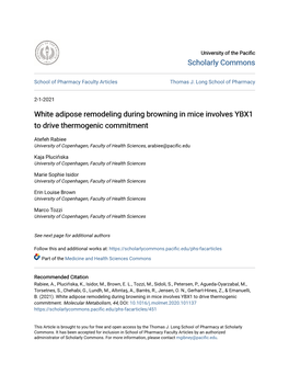 White Adipose Remodeling During Browning in Mice Involves YBX1 to Drive Thermogenic Commitment