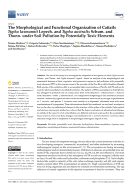 The Morphological and Functional Organization of Cattails Typha Laxmannii Lepech