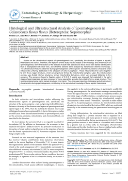 Histological and Ultrastructural Analysis of Spermatogenesis In