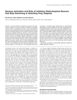 Sensory Activation and Role of Inhibitory Reticulospinal Neurons That Stop Swimming in Hatchling Frog Tadpoles