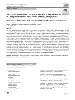 The Popular Model Annelid Enchytraeus Albidus Is Only One Species in a Complex of Seashore White Worms (Clitellata, Enchytraeidae)