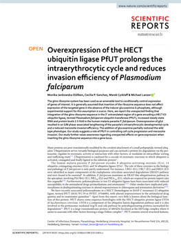 Overexpression of the HECT Ubiquitin Ligase Pfut Prolongs The