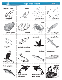 Puget Sound Foodweb Eelgrass Insects