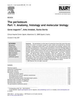 The Periosteum Part 1: Anatomy, Histology and Molecular Biology