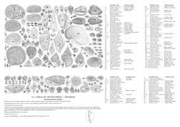 Key to Shells of the Southwest – Australia 25 Fusinus Tessellatus 50 Hydatina Physis