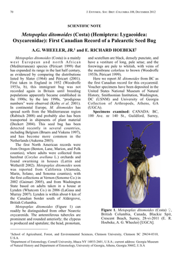 Metopoplax Ditomoides (Costa) (Hemiptera: Lygaeoidea: Oxycarenidae): First Canadian Record of a Palearctic Seed Bug