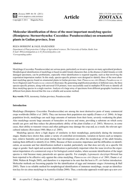 Molecular Identification of Three of the Most Important Mealybug Species