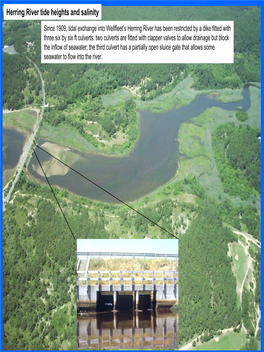 Herring River Tide Heights and Salinity