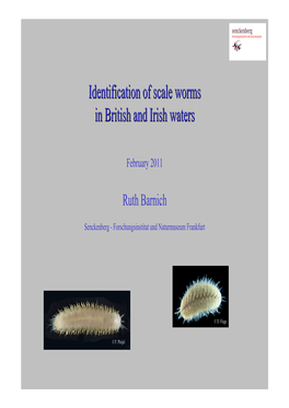 Identification of Scale Worms in British and Irish Waters