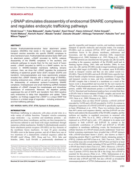 Γ-SNAP Stimulates Disassembly of Endosomal SNARE Complexes and Regulates Endocytic Trafficking Pathways