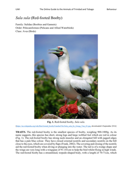 Sula Sula (Red-Footed Booby)