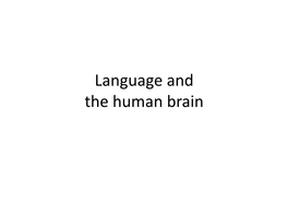 Language and the Human Brain Brain and Language