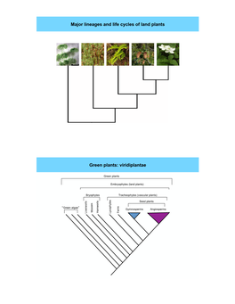 Major Lineages and Life Cycles of Land Plants Green Plants: Viridiplantae