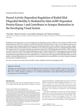 Neural Activity-Dependent Regulation of Radial Glial Filopodial Motility Is