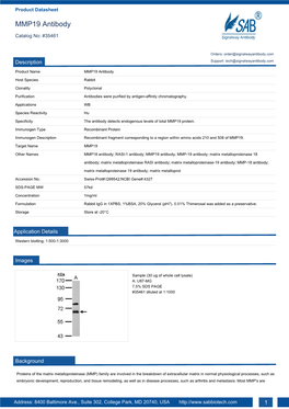 MMP19 Antibody