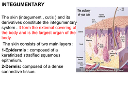 Epidermis : Composed of a Keratinized Stratified Squamous Epithelium