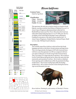 Bison Latifrons.Pmd