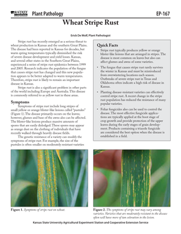 Wheat Stripe Rust