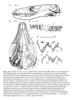 Fig. 1. Hadrocodium Wui Gen. Et Sp. Nov. (IVPP 8275). (A) Lateral and (B) Ventral Views of Restored Skull