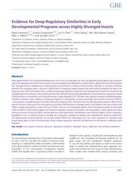 Evidence for Deep Regulatory Similarities in Early Developmental Programs Across Highly Diverged Insects