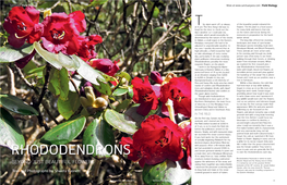 Rhododendrons, Possibly the Most Water from Mountain Streams