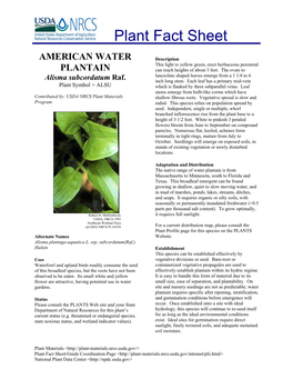 American Water Plantain