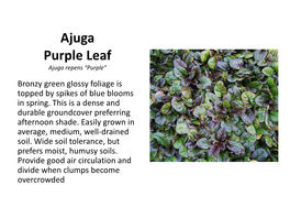 Ajuga Purple Leaf Ajuga Repens “Purple” Bronzy Green Glossy Foliage Is Topped by Spikes of Blue Blooms in Spring