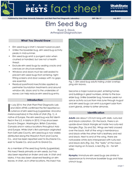Elm Seed Bug Ryan S