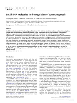 Small RNA Molecules in the Regulation of Spermatogenesis