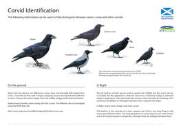 Corvid Identification Leaflet