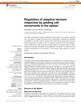 Regulation of Adaptive Immune Responses by Guiding Cell Movements in the Spleen