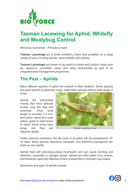Tasman Lacewing for Aphid, Whitefly and Mealybug Control