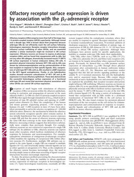 Olfactory Receptor Surface Expression Is Driven by Association with the ß2