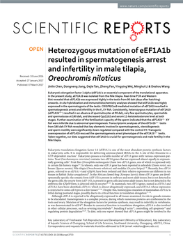 Heterozygous Mutation of Eef1a1b Resulted in Spermatogenesis Arrest