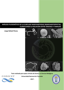 Análisis Filogenético De La Subclase Marchantiidae (Marchantiophyta): Clarificando La Relación Entre Órdenes Y Familias