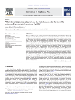 Where the Endoplasmic Reticulum and the Mitochondrion Tie the Knot: the Mitochondria-Associated Membrane (MAM)☆