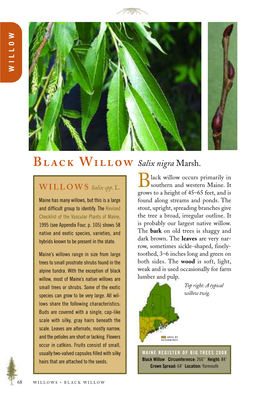 Black Willow Occurs Primarily In