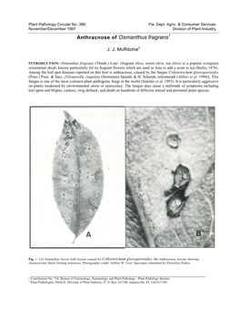 Anthracnose of Osmanthus Fragrans1