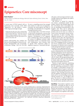 Epigenetics: Core Misconcept