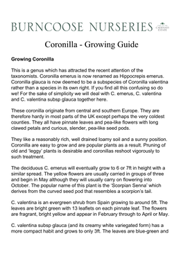 Coronilla - Growing Guide