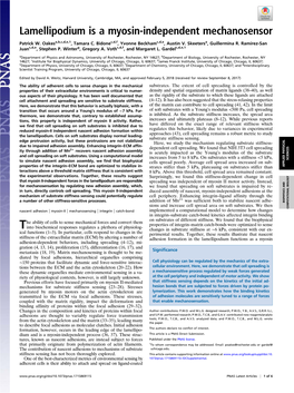 Lamellipodium Is a Myosin-Independent Mechanosensor