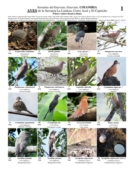 AVES De La Serranía La Lindosa, Cerro Azul Y El Capricho 1 Wilmer Andrés Ramírez Riaño